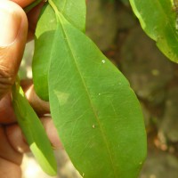 Erythroxylum novogranatense (D.Morris) Hieron.